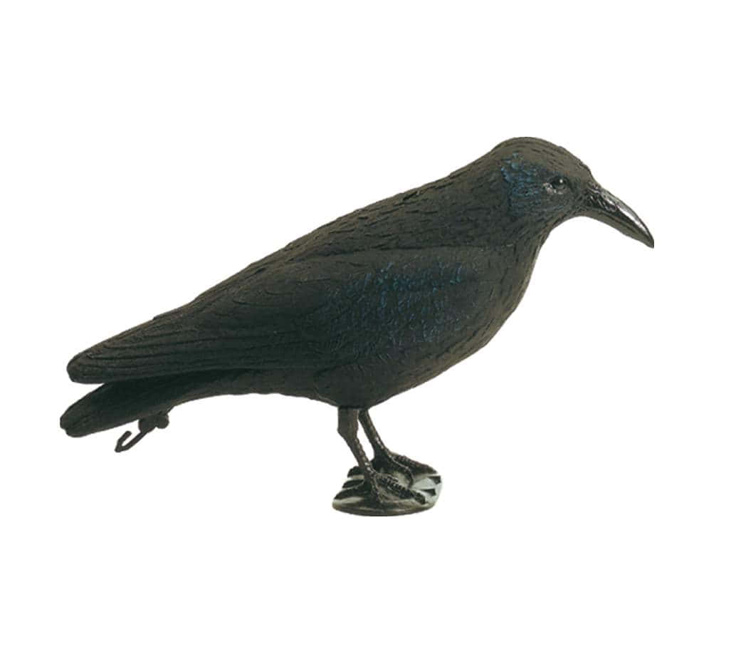 Appelant Europ-Arm Corbeau – Image 2